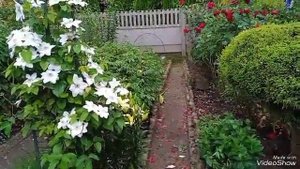 Клематис из семян. Много