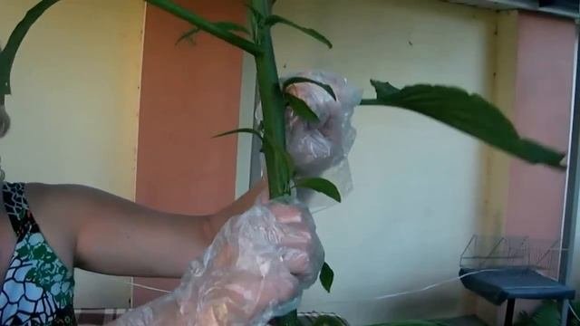 ЧЕРЕНКОВАНИЕ УКОРЕНЕНИЕ БРУГМАНСИИ И ПРЕДВАРИТЕЛЬНАЯ ПОДГОТОВКА К ЗИМОВКЕ