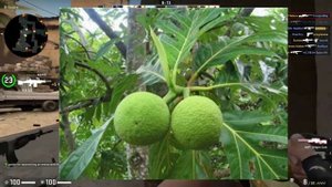 ИНТЕРЕСНЫЕ ФАКТЫ О РАСТЕНИЯХ О КОТОРЫХ ВЫ НАВЕРНЯКА НЕ ЗНАЛИ!