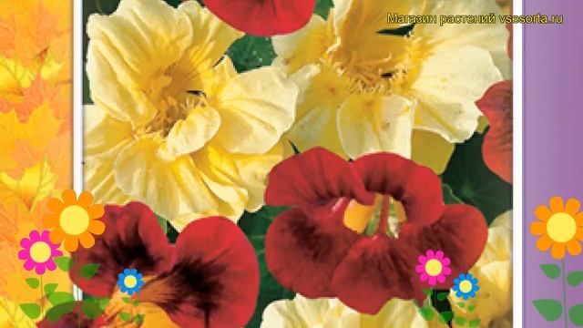 Настурция низкорослая День и Ночь. Краткий обзор, описание характеристик tropaeolum majus, t. nanum смотреть онлайн