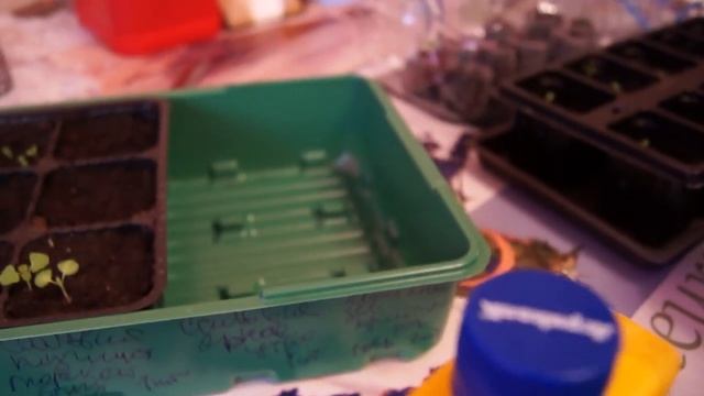 ПЕТУНИЯ от момента посадки на 12 ДЕНЬ ЧАСТЬ 3 смотреть онлайн