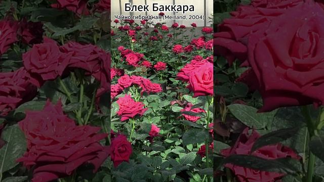 Роза Блэк Баккара - Blaсk Baccara (Meilland, Франция 2004)