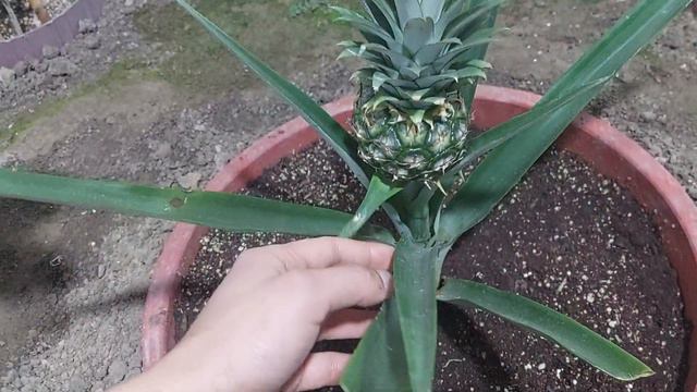 Ананасы из коронки смотреть онлайн