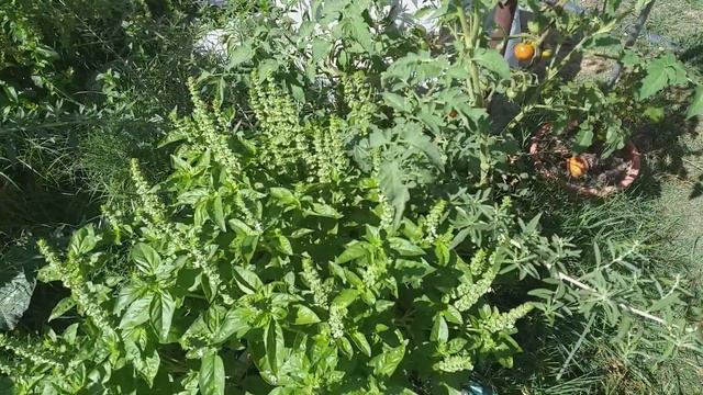 Podar TOMATERAS. HOJAS y FLORES 2 🍅 смотреть онлайн