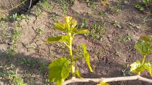 Виноград после заморозков. Нормировка после 20 мая. Не торопимся обрывать побеги