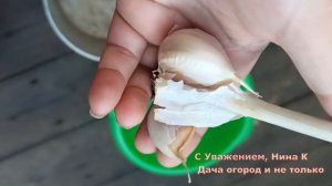 ЧЕСНОК ОЗИМЫЙ ?? ПРАВИЛЬНАЯ ПОДГОТОВКА ЧЕСНОКА К ПОСАДКЕ ОСЕНЬЮ! Чеснок сажать осенью- Видео №1