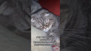 Учет машины на украинских номерах,как долго можно ездить с украинскими водительскими правами.