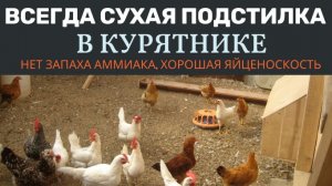 Всегда сухая подстилка в курятнике. Нет аммиачного запаха, хорошая яйценоскость