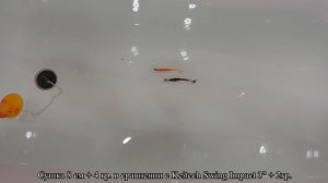 Приманки Русская Фишка СУШКА (6, 8, 10 см) - Пополняем арсенал #9