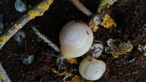 Кубинские древесные улитки, караколусы.