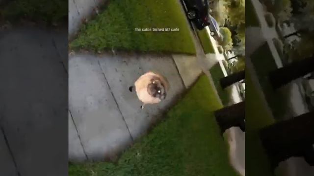 fuc it pug vibin to sh boom смотреть онлайн