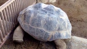 Галапагосская черепаха - самая большая черепаха в мире