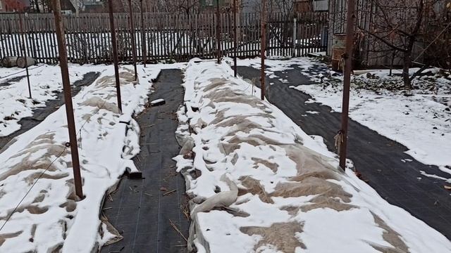 Устройство нашей шпалеры на ежевике.Участок к зимовке готов! Омск,11.11.2022 смотреть онлайн