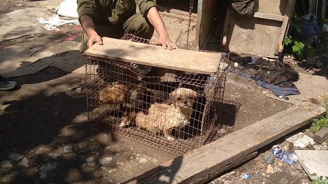 Изъятие щенков на улице Природной ч.2 смотреть онлайн