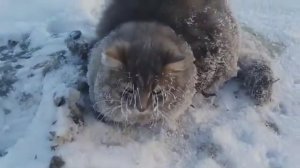 Кот примёрз в лёд