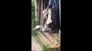 Убийство котят в Выльгорте