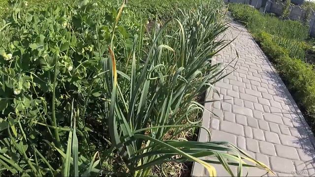 Две подкормки чеснока. И обрезка стрелки для увеличения головки смотреть онлайн