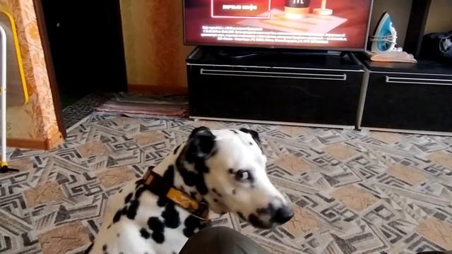 #dalmatin, #прогулка смотреть онлайн