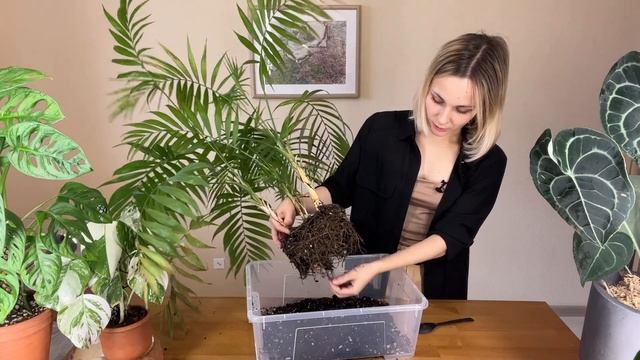 Спасение  ХАМЕДОРЕИ часть 1 / Реанимация замерзшей пальмы / Растение потеряло много листьев