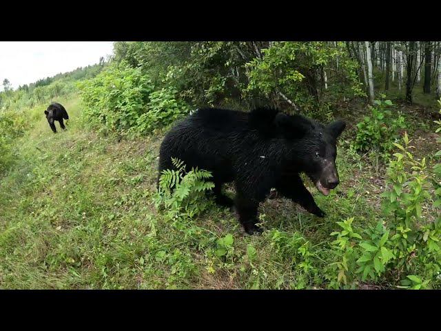 Материнский инстинкт сильнее голода. смотреть онлайн