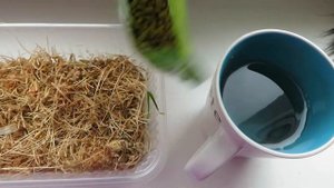 Как вырастить траву для кошки дома !