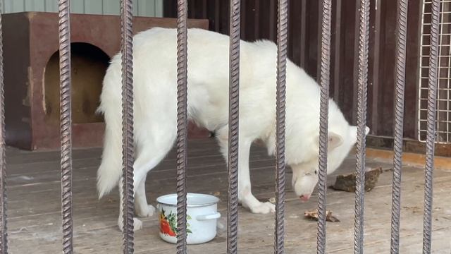 Белая ВОЛЧИЦА КУБА!!! Установка камер в Парке Северных ВОЛКОВ ? смотреть онлайн