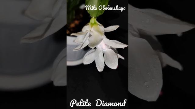 шлюмбергера Petite Diamond смотреть онлайн
