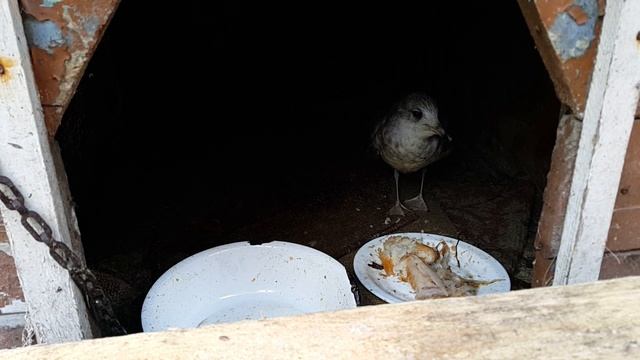 В конуре живёт чайка смотреть онлайн
