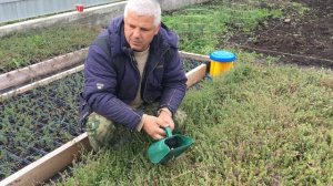 Сбор урожая клюквы Пилигрим
