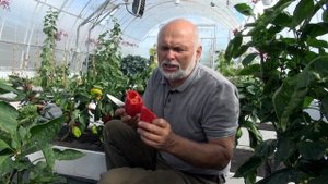 Урожайный перец «Помпео»