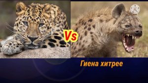 Гиена против леопард кто сильнее