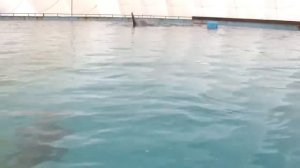 КОСАТКИ НА ВДНХ