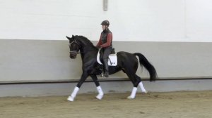 Schwarzbraune Stute Glanz und Gloria von Grey Flanell aus der Sissi