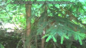 Лиса обыкновенная - Red Fox (Энциклопедия животных)