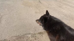 Во дворе живёт очень добрая собака