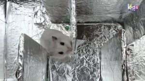 Лабиринт Минотавра! Лабиринт для хомячка с ловушками!