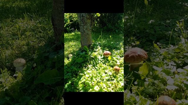 #грибы#лес#ягоды#белые#подосиновики#подберезовики смотреть онлайн