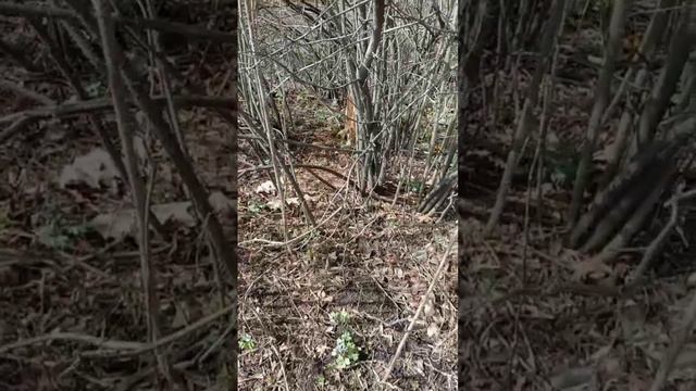 Думала там пакет, а там рыжая морда загорает