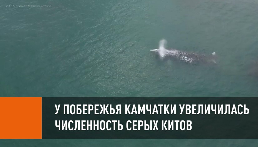 У побережья Камчатки увеличилась численность серых китов