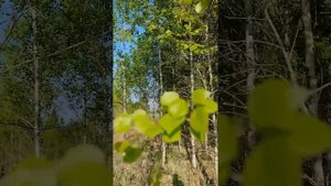 Собираем лист осины  Главное не опоздать