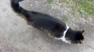 Кот охотится на птиц.