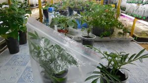 ???КАК ВЫРАСТИТЬ БАРХАТЦЫ ИЗ ЧЕРЕНКА ! Рассада Бархатцев быстро !   How to grow marigold