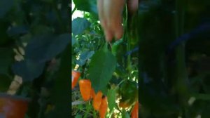 Сладкие Мини перцы (смотрите описание под видео)