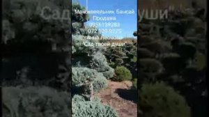 Можжевельник формировка Бансай