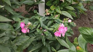 Флоксы метельчатые.Как продлить цветение  флоксов. ??