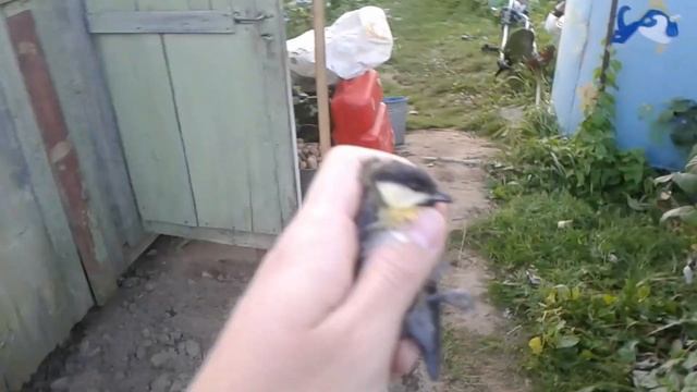 Как поймать синицу смотреть онлайн