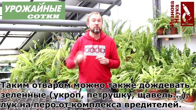 УНИКАЛЬНАЯ подкормка БЕЗ УДОБРЕНИЙ улучшит урожай,вкус, пользу и аромат томата. Досмотрите до конца