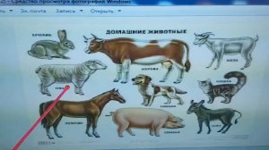Домашние животные🐄🐷🐑