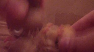 LPS СЕРИАЛ: Девки, ПАРНИ РоКеНрОл! (14Серия.1Сезон) РОЗА + КУЗЯ = ПРОВАЛ В ОТНОШЕНИЯХ...