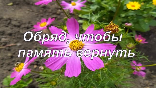 25 июля-приметы, традиции, заговоры, ритуалы и обряды в день ПРОКЛА ПЛАКАЛЬЩИКА